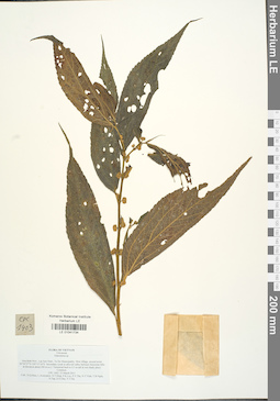 LE 01041734