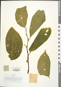 LE 01041735