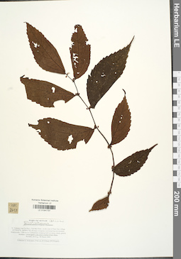 LE 01041737