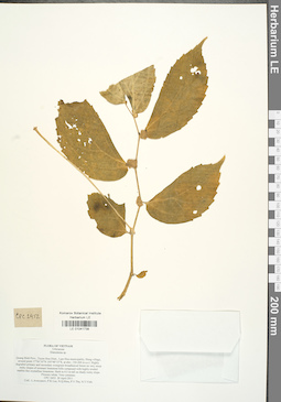 LE 01041738