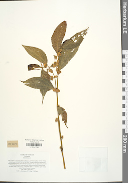 LE 01041739