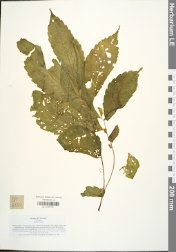 LE 01041741