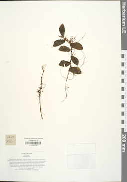 LE 01041742