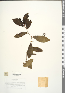 LE 01041743