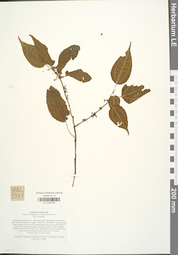 LE 01041744