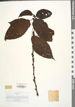 LE 01041745