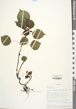 LE 01041753