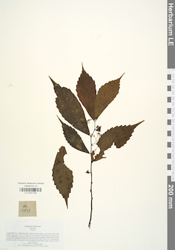 LE 01041754