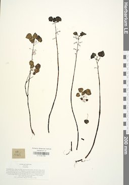 LE 01041755