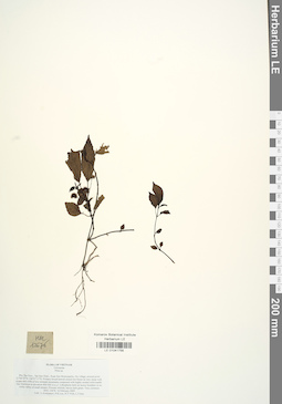 LE 01041756