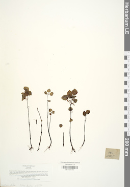 LE 01041757