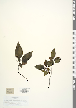 LE 01041758