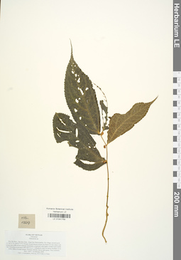 LE 01041759