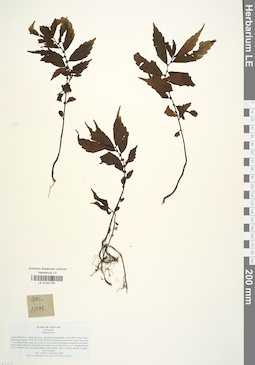 LE 01041761