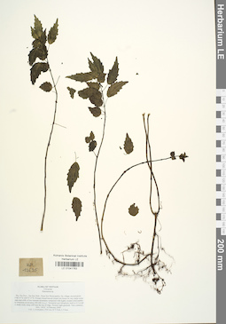 LE 01041763