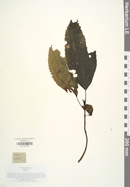 LE 01041764