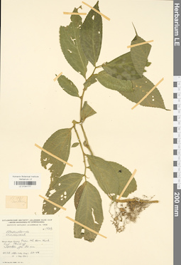 LE 01041777