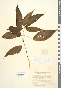 LE 01041780