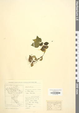 LE 01041782