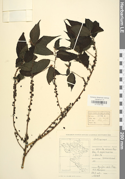 LE 01041784