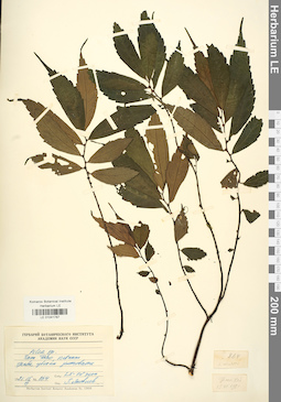 LE 01041787