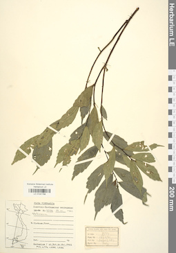 LE 01041788
