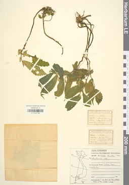LE 01041799