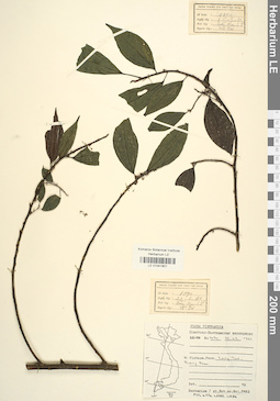 LE 01041801