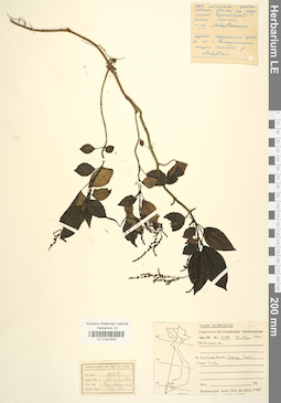 LE 01041806