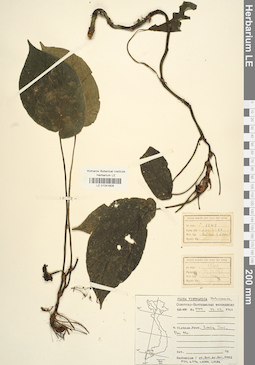LE 01041808