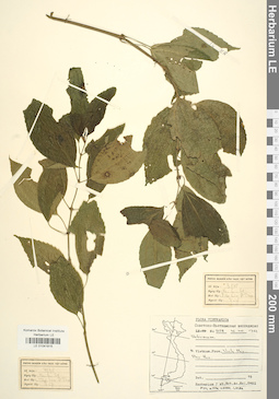 LE 01041815