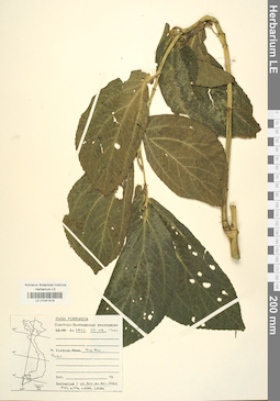 LE 01041816