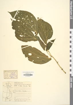 LE 01041817