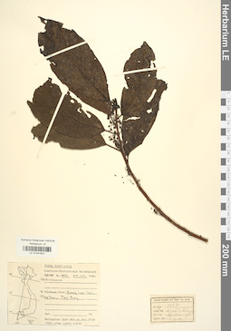 LE 01041821