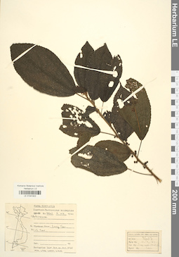 LE 01041822