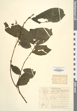 LE 01041823