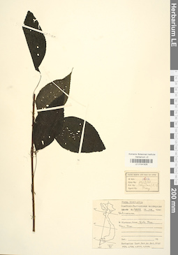 LE 01041826