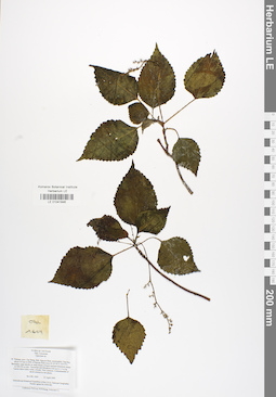 LE 01041846