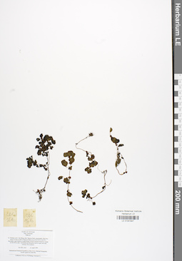LE 01041847