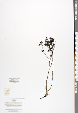 LE 01041852