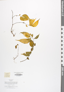 LE 01041874