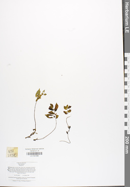 LE 01041880