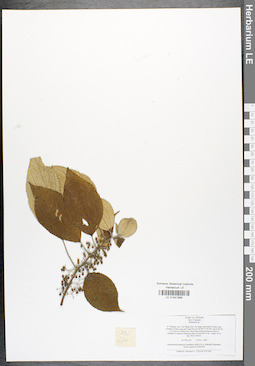 LE 01041899