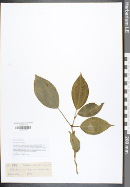 LE 01041907