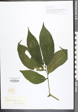 LE 01041945