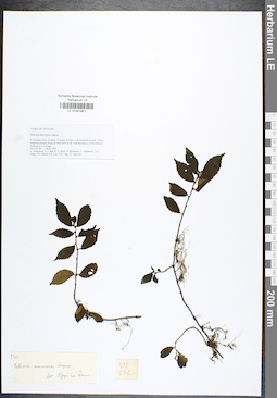 LE 01041951