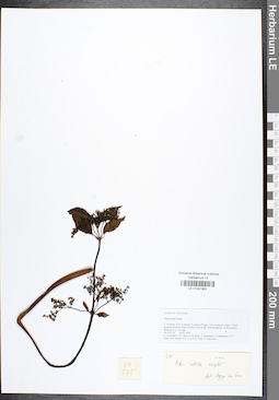 LE 01041952