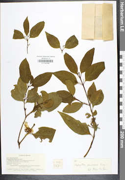 LE 01041960
