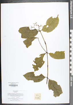 LE 01041964