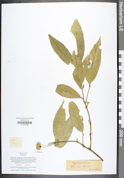 LE 01041965